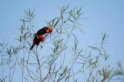 Low angle view of bird perching on plant against sky