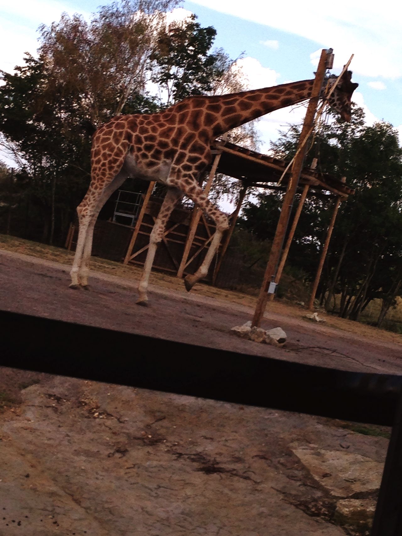 Safarigiraffe