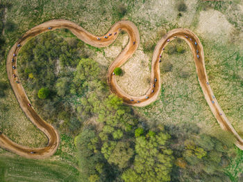 High angle view of lizard on land