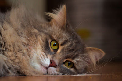 Close-up portrait of a cat