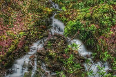 Scenic view of waterfall in forest