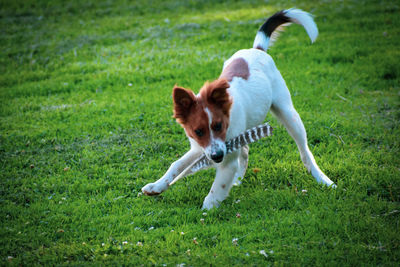 Dog running on grassy field