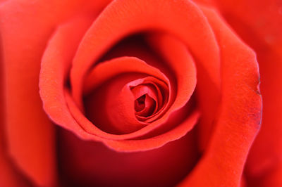 Close-up of red rose