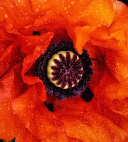 Close-up of red rose