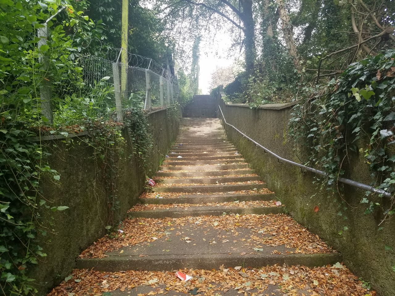 NARROW FOOTPATH AMIDST TREES IN FOREST DURING AUTUMN