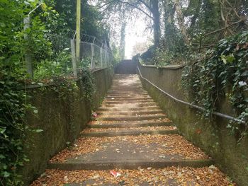 Narrow footpath amidst trees in forest