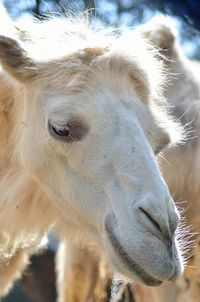 Camel's face
