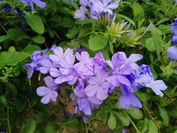 Close-up of purple flowering plants