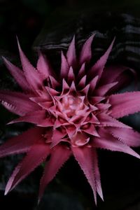 Close-up of pink flower