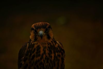 Close-up portrait of owl