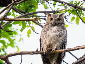 Low angle view of owl perching on tree