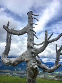 Low angle view of bare tree on field against sky