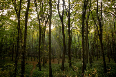 Forest scene with sunlight beams