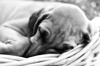 Close-up of dog relaxing on blanket