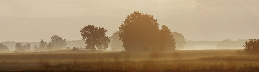 Trees on field against sky during foggy weather