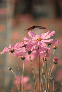 Close-up of pink cosmos flowers