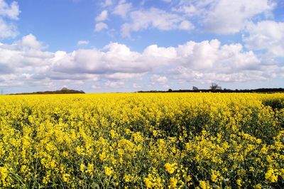 Scenic view of oilseed rape field against sky