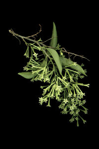 Close-up of plant over black background