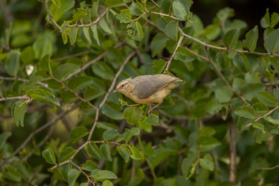 Close-up of butterfly on leaf