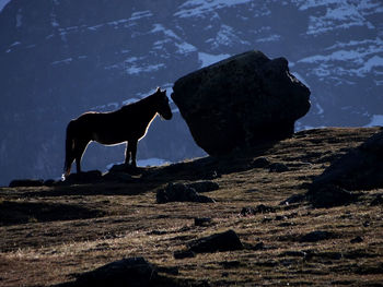 Dog standing on rock