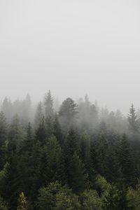 Trees in forest during winter against sky