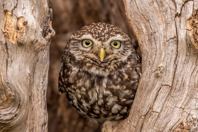 Close-up of owl