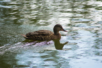 Duck swimming on lake