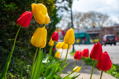 A patch of fresh yellow and red tulips next to a suburban sidewalk