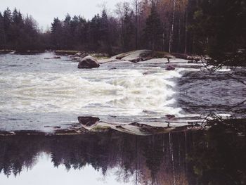 Reflection of trees in water
