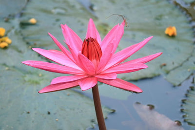 Close-up of pink lotus water lily in lake