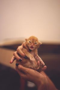 Close-up of hand holding kitten