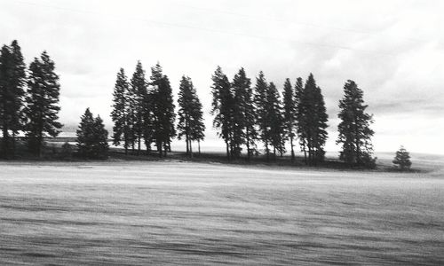 Trees on field