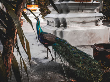 Side view of a peacock