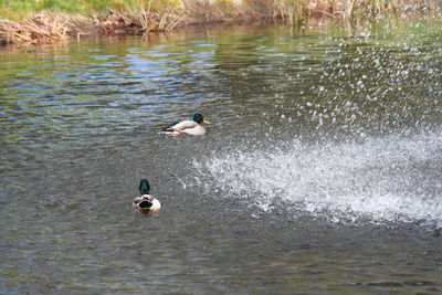 High angle view of ducks swimming on lake