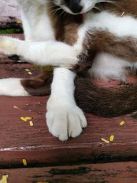 Close-up of cat lying down