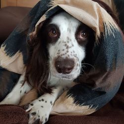 Close-up portrait of dog wearing hat