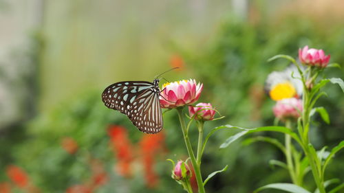 Close-up of butterfly on pink flower