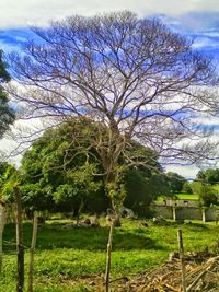 Bare trees on grassy field