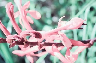 Close-up of pink flowering plant