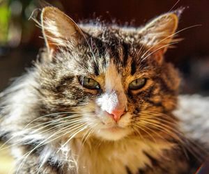 Close-up portrait of cat