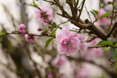 Close-up of pink cherry blossoms in spring