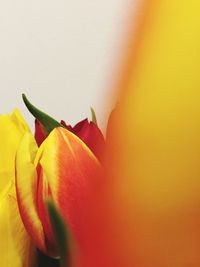 Close-up of red flower