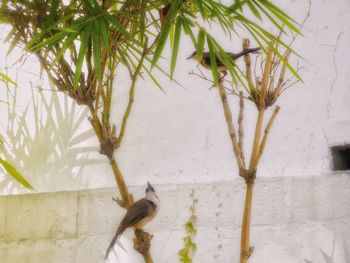 Close-up of bird perching on plant during winter