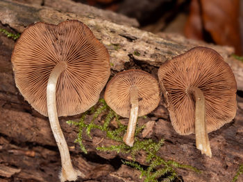 mushroom