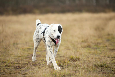 Dog running on field