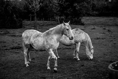 Horses in a field