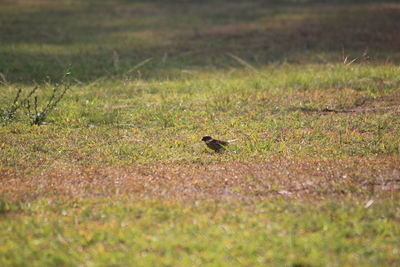 Bird perching on a field