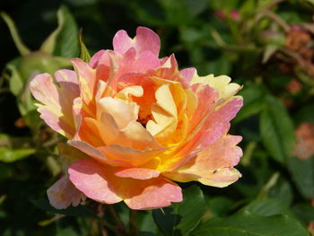 Close-up of pink flower blooming outdoors