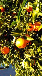 Close-up of fruits on tree