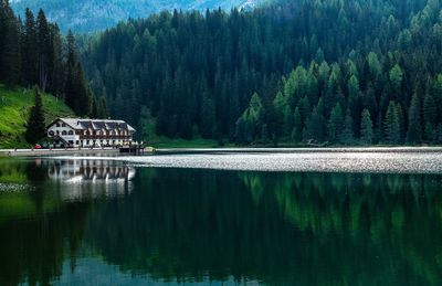 Scenic view of lake in forest